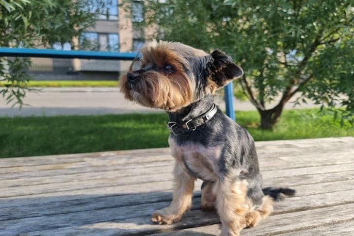 Зачем щенку скучная игрушка: парадокс, который строит крепкую психику собака