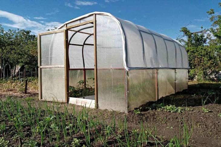 Зачем сеять горчицу в теплице, где еще не растут томаты: зеленый взрыв, который лечит землю теплица