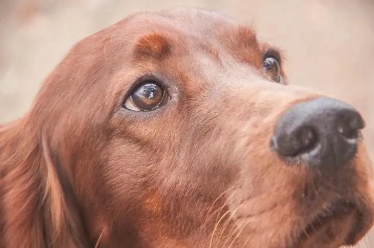 «Додо Пицца» станет pet-friendly после громкого скандала с собакой в Челябинске собака