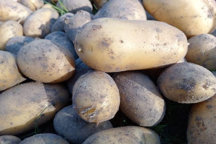 Как именно нужно сажать картошку, чтобы не полоть все лето: немецкая технология картошка