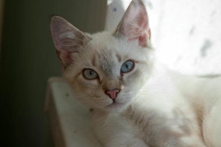 Как кошка выбирает место для сна: геомантия и поиск идеальной точки кот