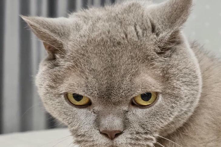 Почему кошки боятся огурцов: нейробиология внезапного ужаса кот