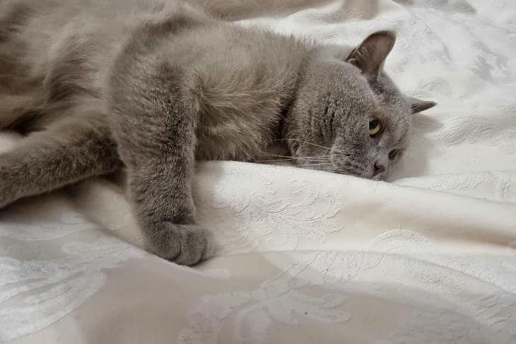 Что будет, если кошка писает в кровать: не месть, а кризис доверия к миру кот