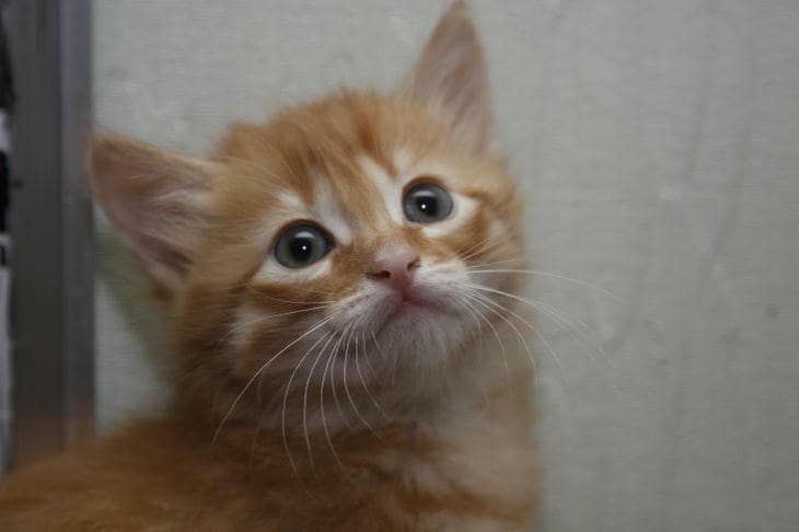 Зачем кошки притворяются беспомощными котятами: секретное оружие мурлыканья кот