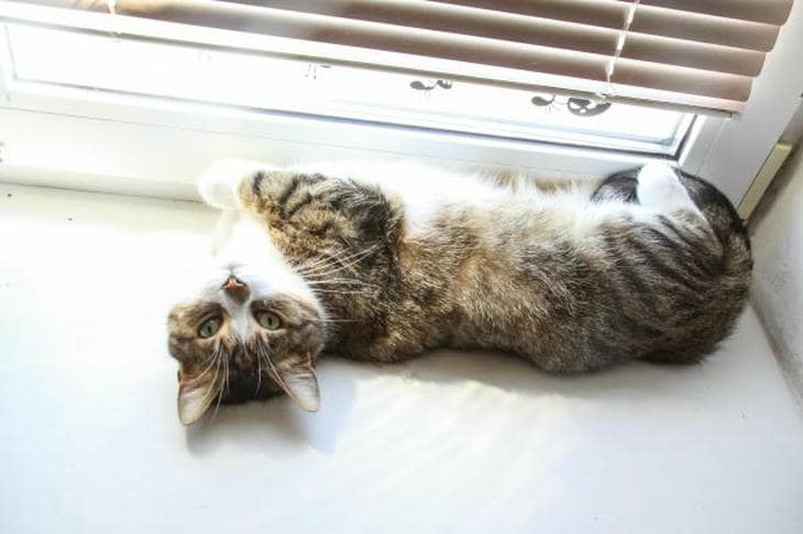 Когда кошка трется о ноги хозяина: не только ласка, но и древний закон стаи кот