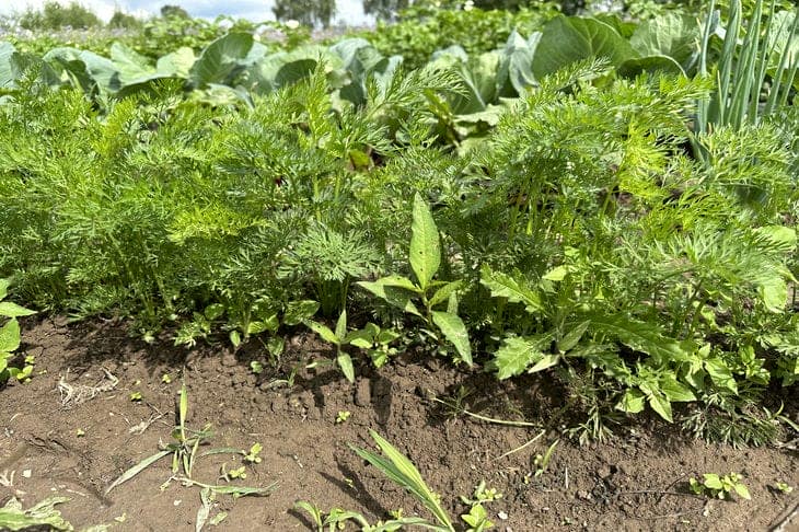 Что будет, если полить морковь соленой водой в середине лета: метод для сладкой моркови морковь