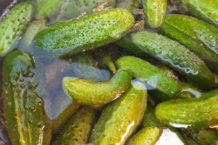 Что будет, если посадить огурцы в бочку вместо грядки: экономия места и времени огурцы