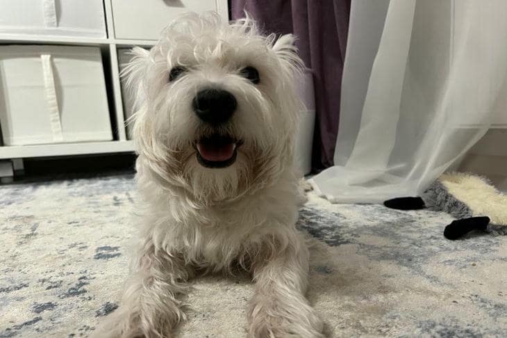 Сколько собаки помнят своих хозяев: правда о преданности и долгой разлуке собака