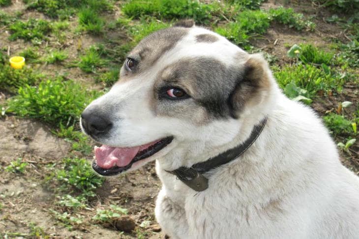 Зачем собака есть траву на улице, если она хищник: ветеринары развенчивают главный миф собака