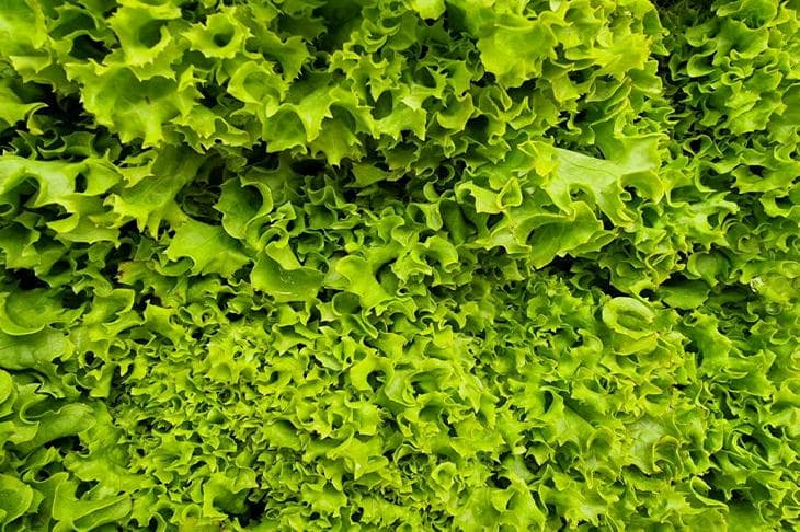 Как хранить зелень, чтобы она не превращалась в слизь через два дня зелень