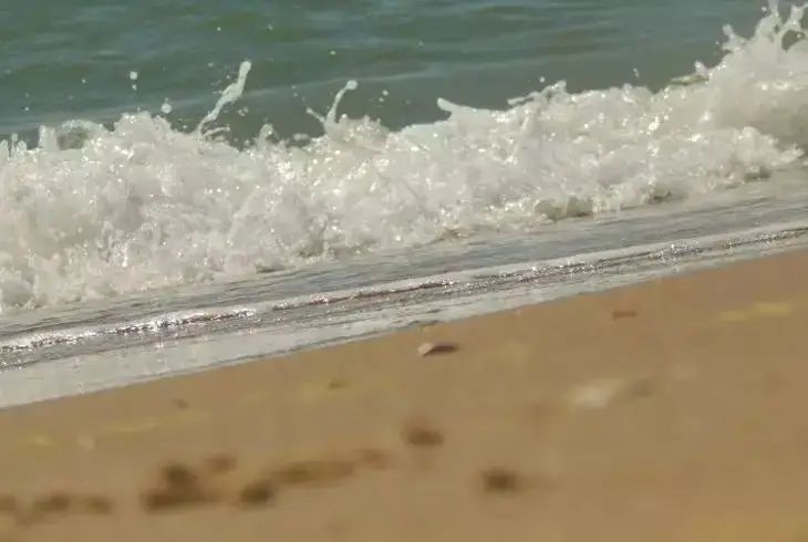 Ожог в три раза сильнее: на пляжи Техаса вынесло ядовитых голубых драконов берег