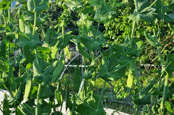 Почему горох нужно сеять как можно раньше: холодостойкий сладкоежка горох