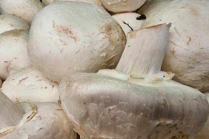 Почему нельзя мыть грибы перед жаркой, если вы хотите корочку: советы домохозяйкам грибы