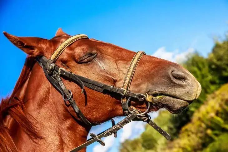 Чемпиона на обед: скаковую лошадь подали как говядину в турецкой столовой лошадь