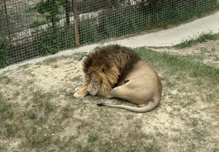 Прокуратура проверяет москвича, державшего медведей и львов в СНТ в тесных вольерах лев