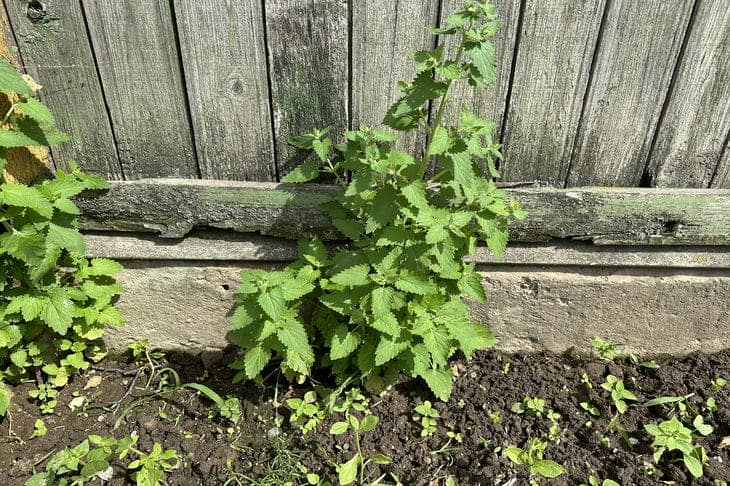 Что будет, если посадить мелиссу по всему саду: ароматный отпугиватель насекомых мелиса