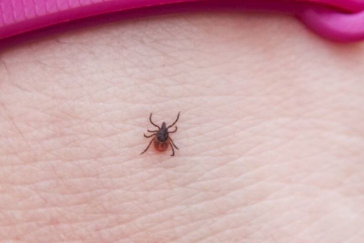 Клещи проснулись: Роспотребнадзор зафиксировал первые обращения из-за укусов клещ