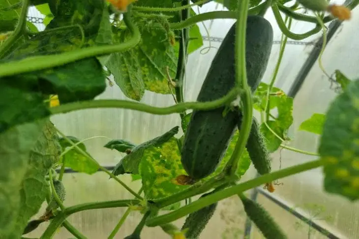 Как именно нужно подкармливать огурцы золой, чтобы они не горчили: калийная защита огурцы