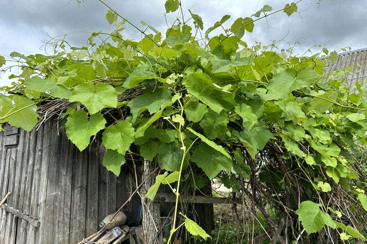 Как именно нужно черенковать виноград, чтобы получить саженцы уже к осени: секрет косого среза виноград