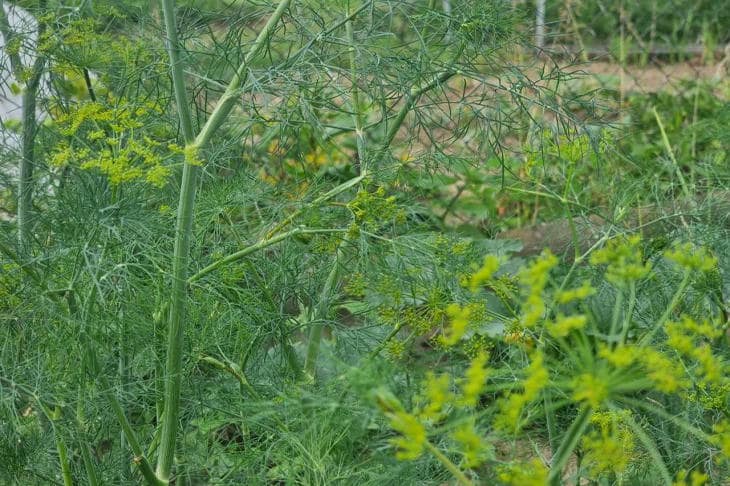 Что будет, если посадить укроп по всему огороду: польза и вред самосева Укроп