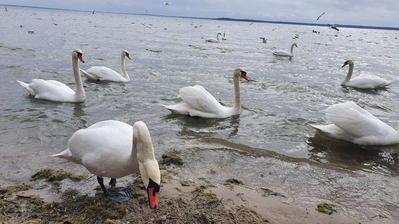 Какой сегодня праздник: 11 апреля 2026 года лебеди