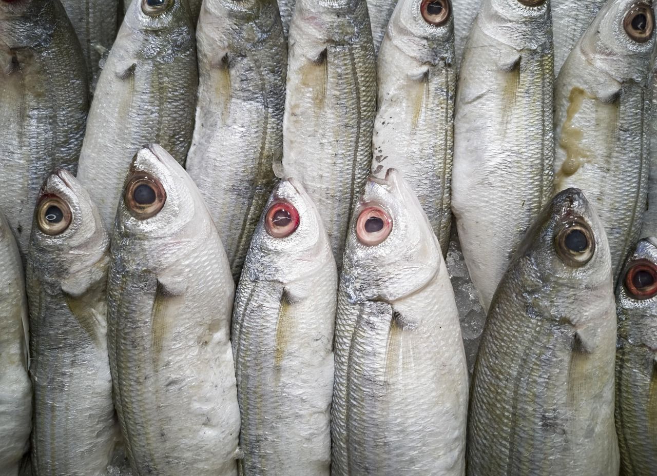 5,4% за квартал: пикша стала самой подешевевшей рыбой в российском опте рыба