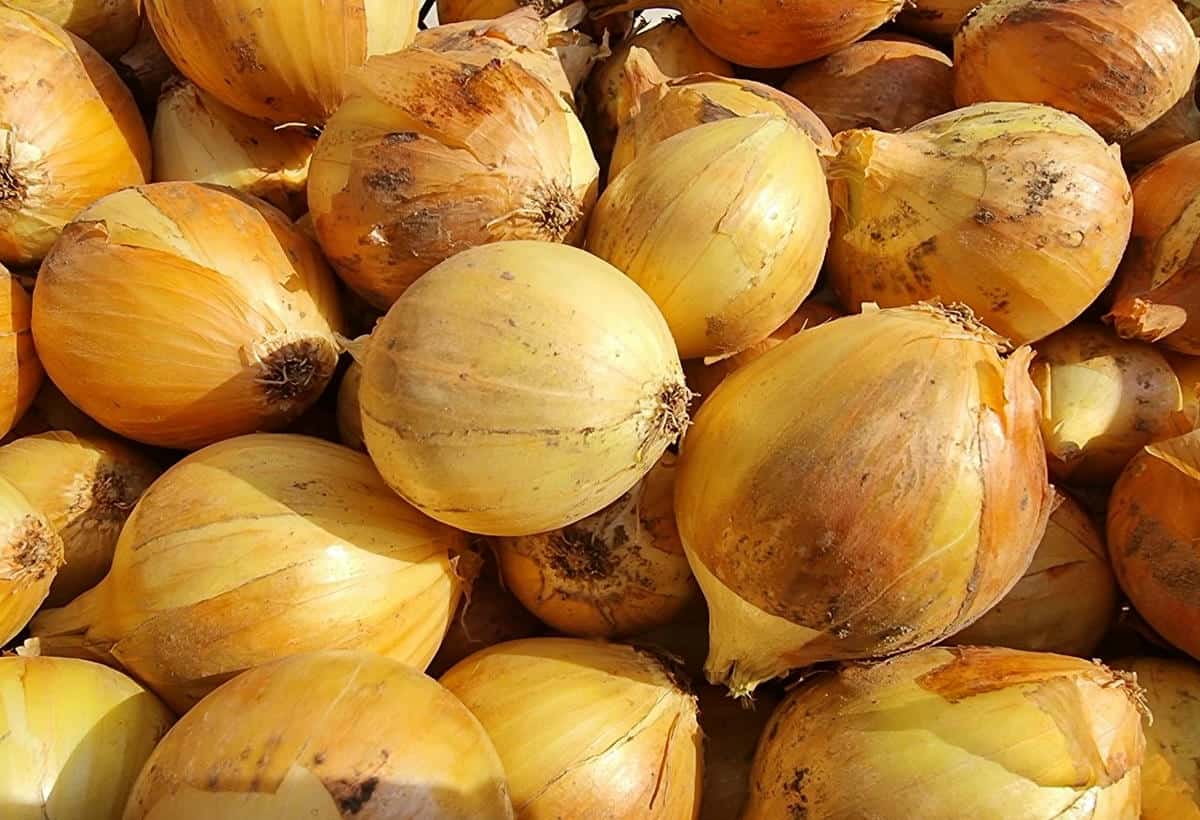 Зачем посыпать грядки с луком пищевой содой в начале лета лук