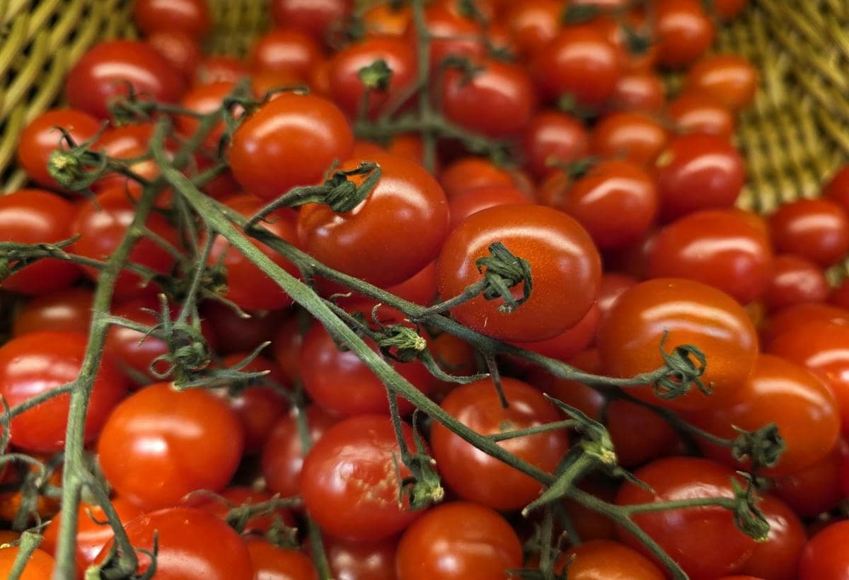 Зачем хранить помидоры не в холодильнике: доказательства температурного подхода томат