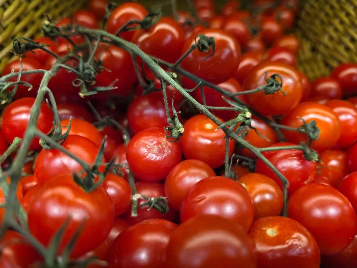 помидоры