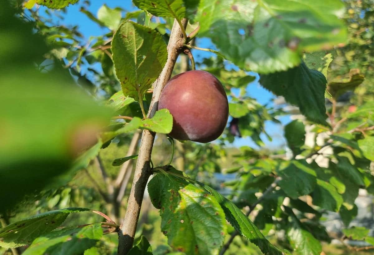 Что будет, если не обрезать яблоню и оставить её в покое яблоня