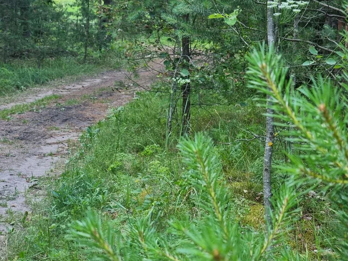 Самолет Ан-2 аварийно сел в лесу Якутии с людьми на борту лесная чаща