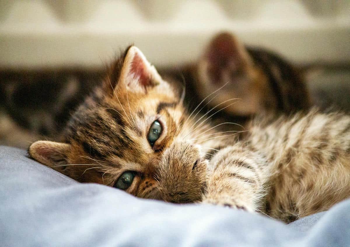 Почему кошка внезапно кусает руку, которая её гладит: 3 скрытых сигнала домашний кот