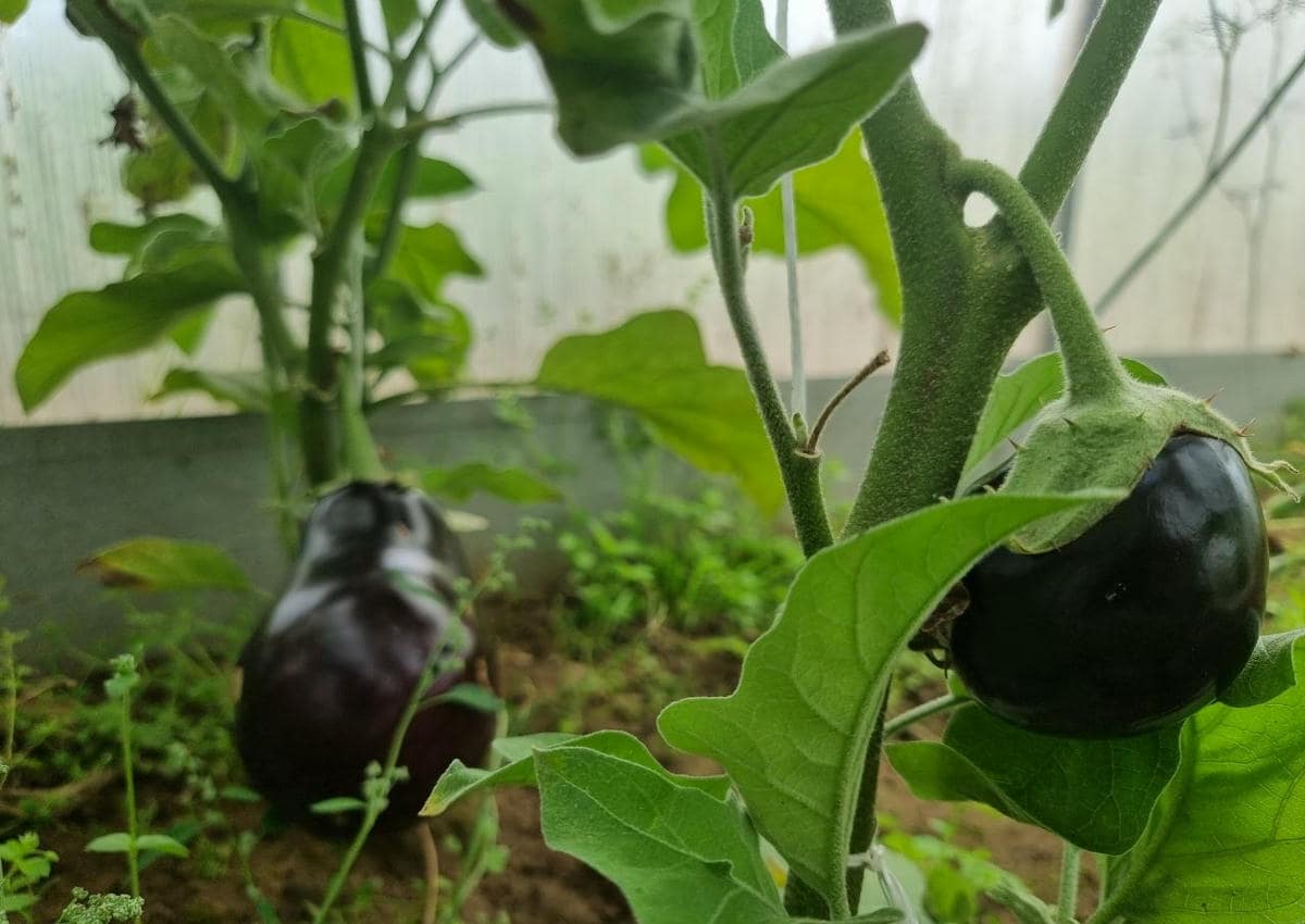 Главная ошибка при поливе баклажанов, из-за которой плоды вырастают горькими и мелкими огород баклажанов