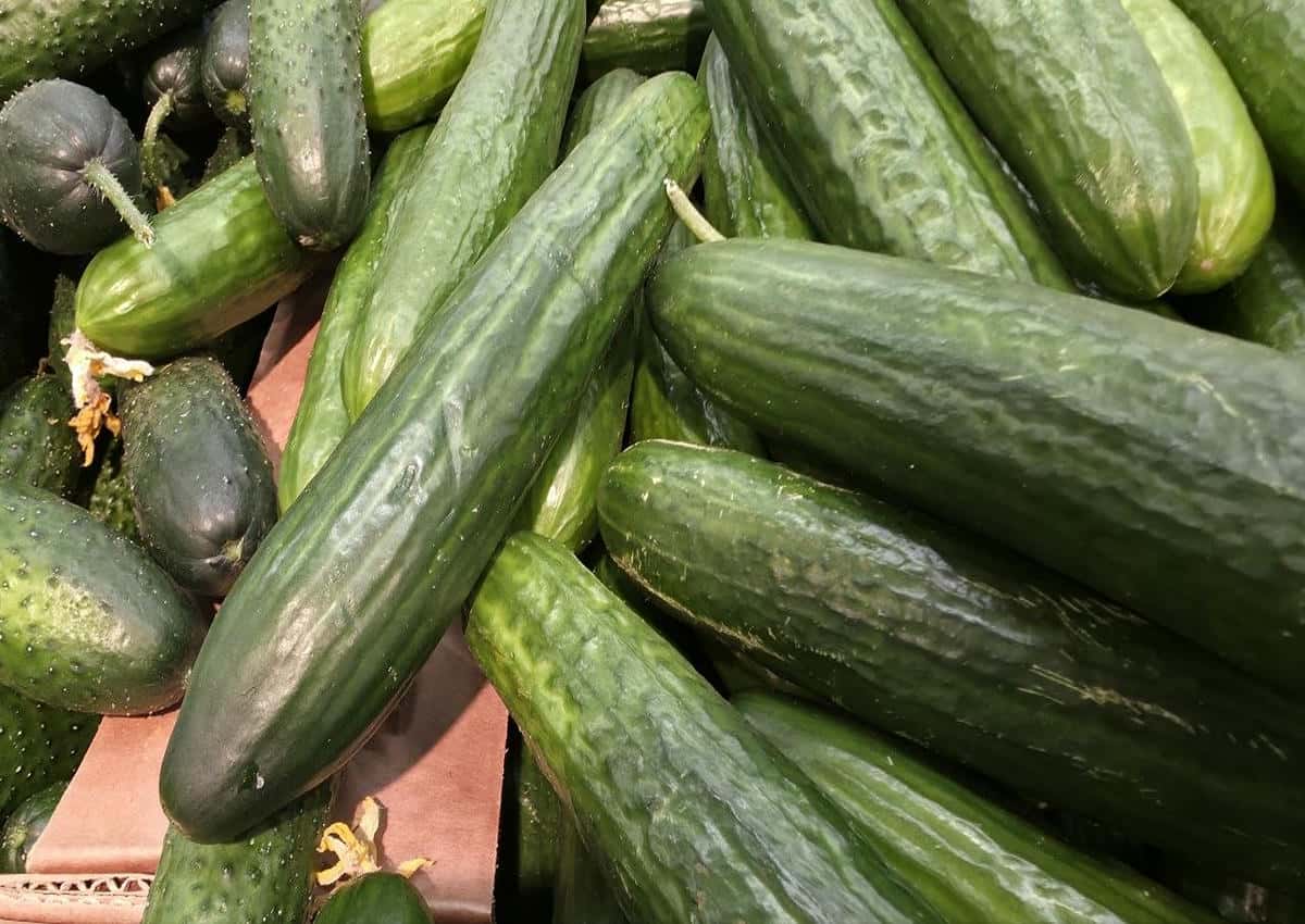 Что нельзя есть с огурцами? Взрываем мифы: эти продукты опасны для живота огурцы