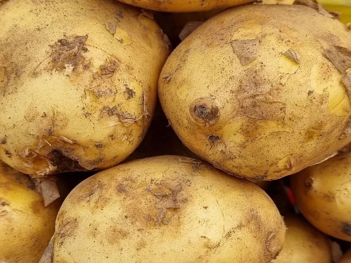 Эксперты зафиксировали снижение цен на базовые продукты в мае клубни картофеля