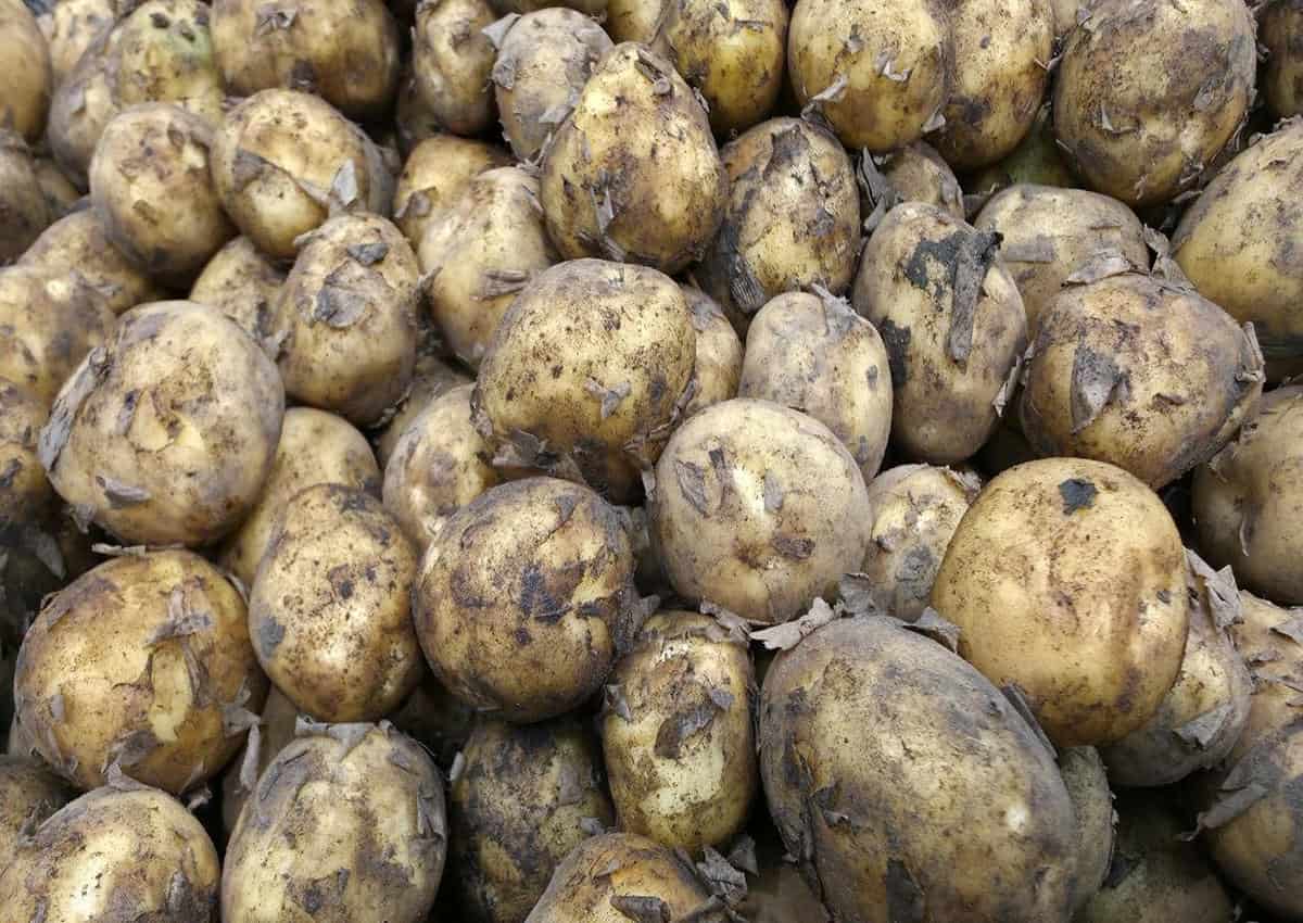 50% картошки гниёт в погребе: виновата не плесень картошка