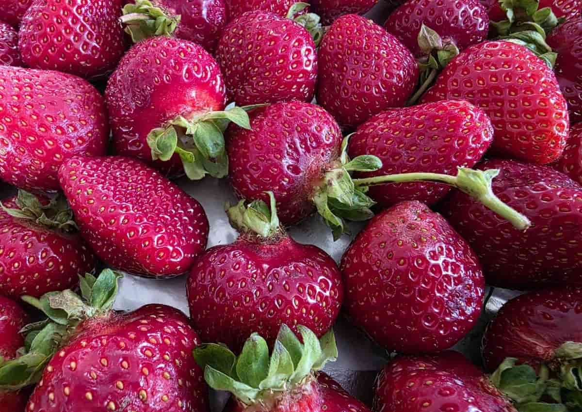 Не верьте в 2 кг клубники с куста клубника