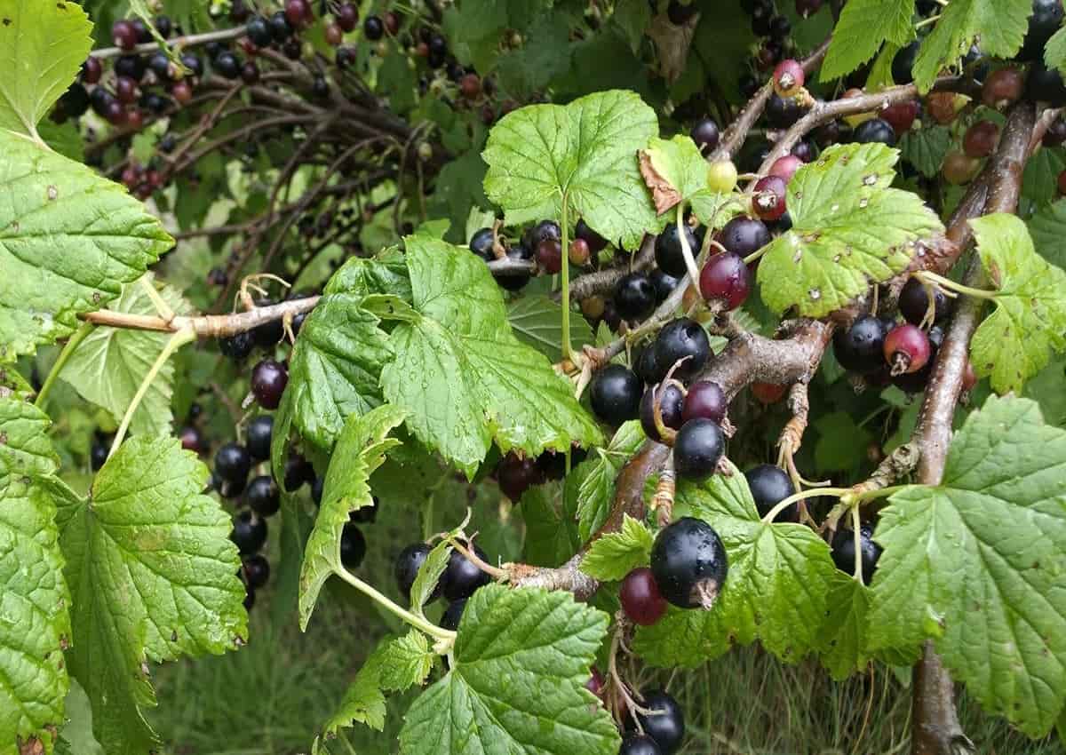 4 кг смородины с куста? Хватит верить соседям смородина