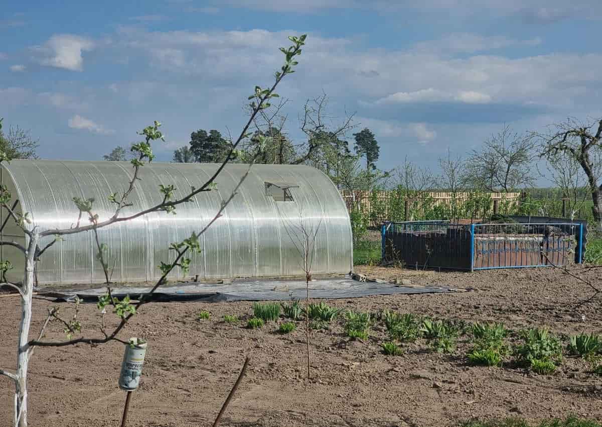 Вы сжигаете урожай в теплице: +40 °C — не лето, а смерть дачный участок