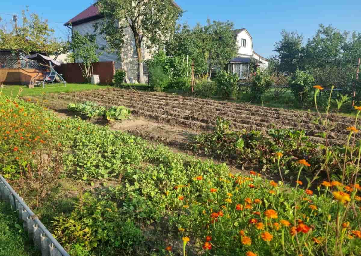 Вы сажаете врагов рядом: 3 соседа, которые губят урожай дачный участок