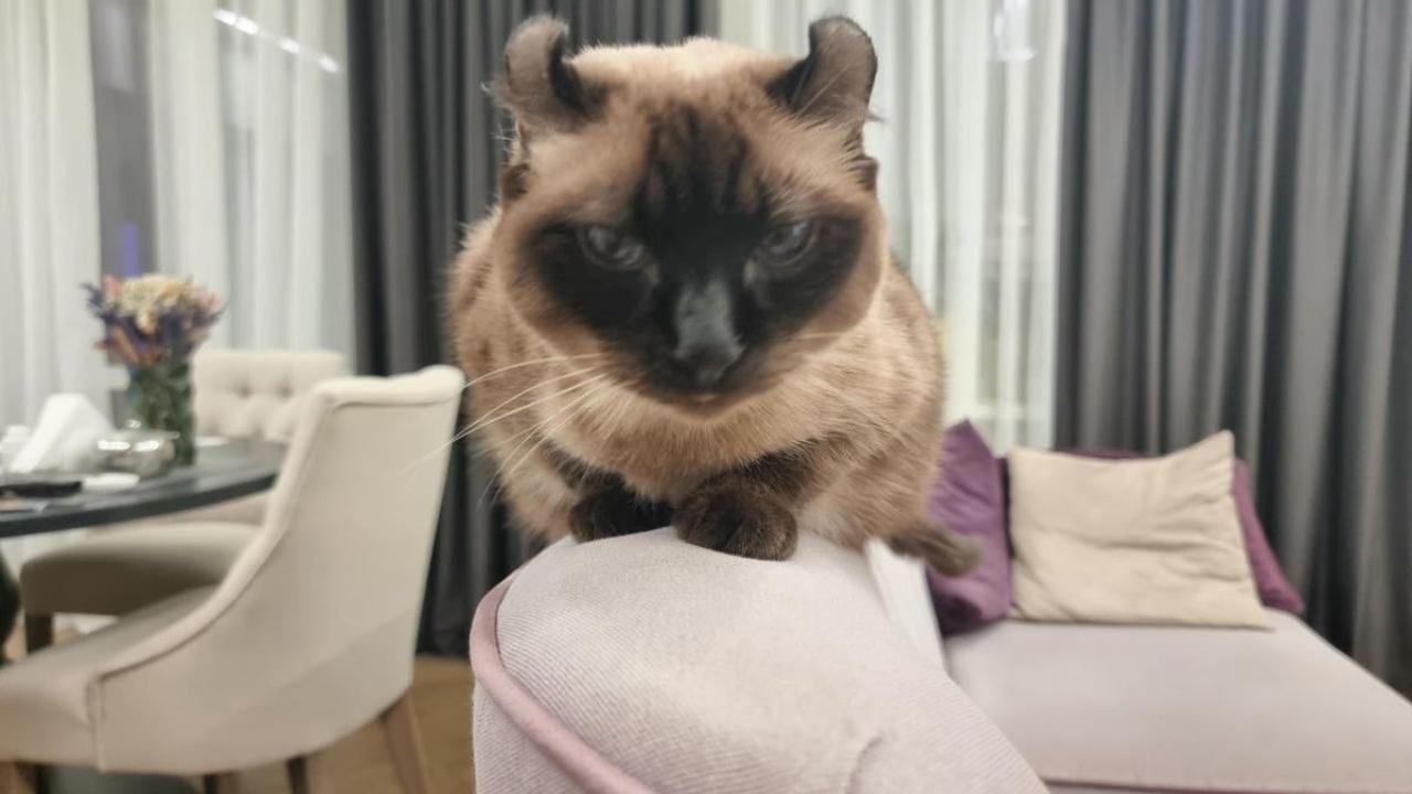 Кошачья агрессия: 40% кусают хозяев домашний кот