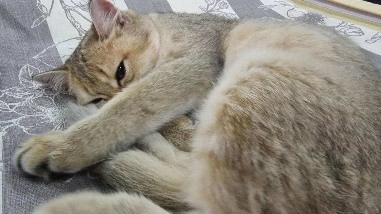 Когти и мебель: 70% кошек царапают диван домашний кот