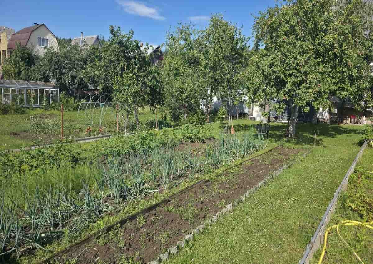Вы работаете на низких грядках в 3 раза дольше: поднимите землю дачный участок