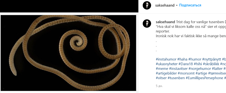 Многоножка