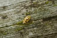 Роспотребнадзор сообщил о появлении в России тропических клопов