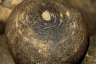 Что произойдет с организмом, если есть редьку каждый день