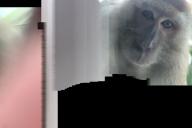 В Малайзии обезьяна украла смартфон и научилась делать селфи