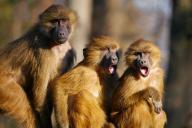 Суд в Швейцарии разрешил закрепить в конституции особые права обезьян