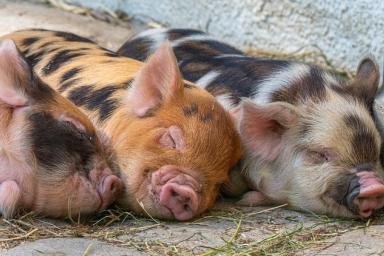 В Германии зафиксирован первый случай африканской чумы свиней