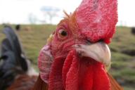 Боевой петух убил полицейского